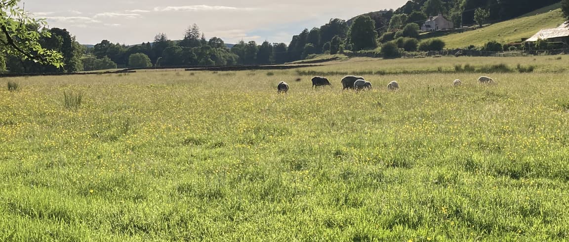 The flock grazing a buttercup hay meadow at Ewanston Farm on a summer evening, the farmhouse on the hillside beyond
